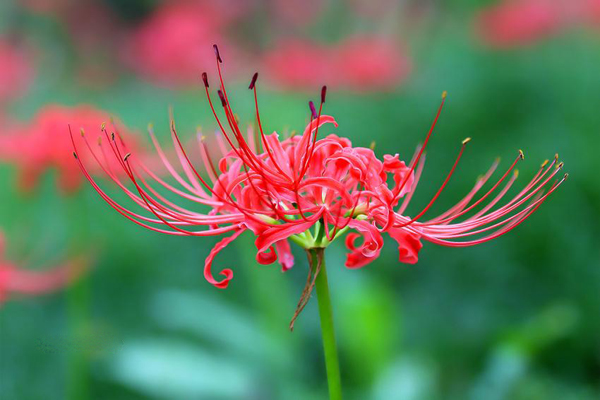 彼岸花的花语是什么？彼岸花的寓意和象征