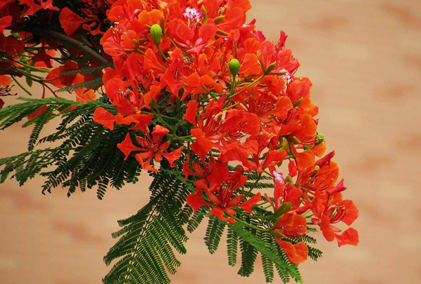 凤凰花
