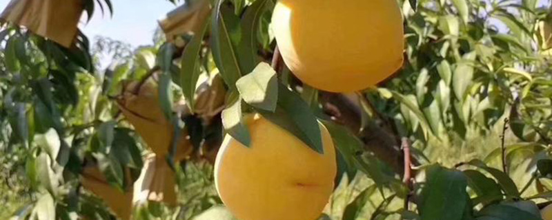 黄金蜜3号桃