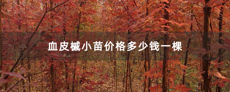 血皮槭小苗价格多少钱一棵