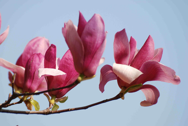 玉兰花