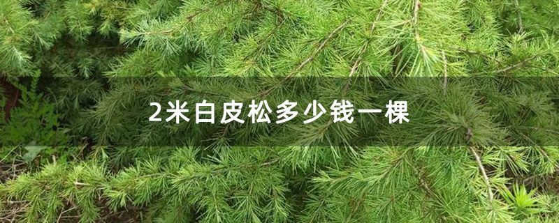 2米白皮松多少钱一棵