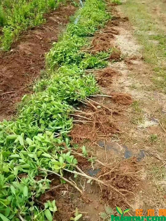金银花苗多少钱一棵？金银花苗什么时候种植