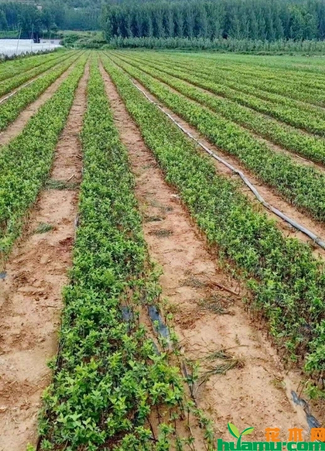 金银花苗多少钱一棵？金银花苗什么时候种植