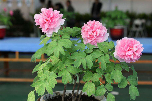牡丹花苗价格多少一棵？牡丹苗价格行情