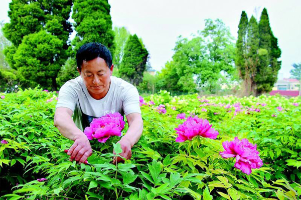 牡丹种植基地实拍