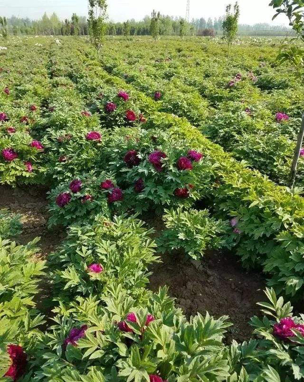 牡丹种植基地实拍