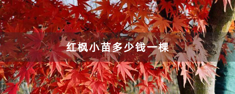 红枫小苗多少钱一棵