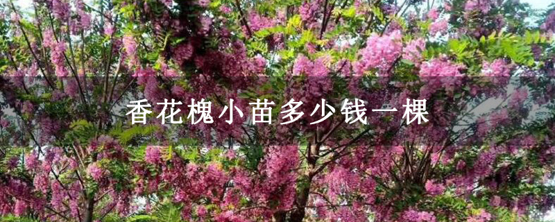 香花槐树苗价格多少钱一棵