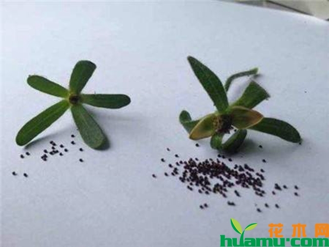 矮牵牛种子价格