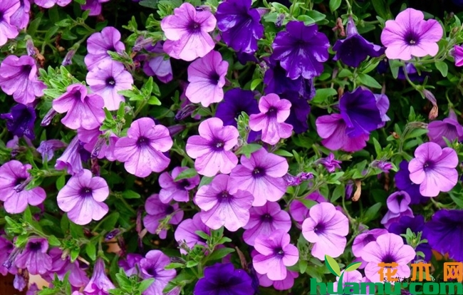 矮牵牛花.jpg