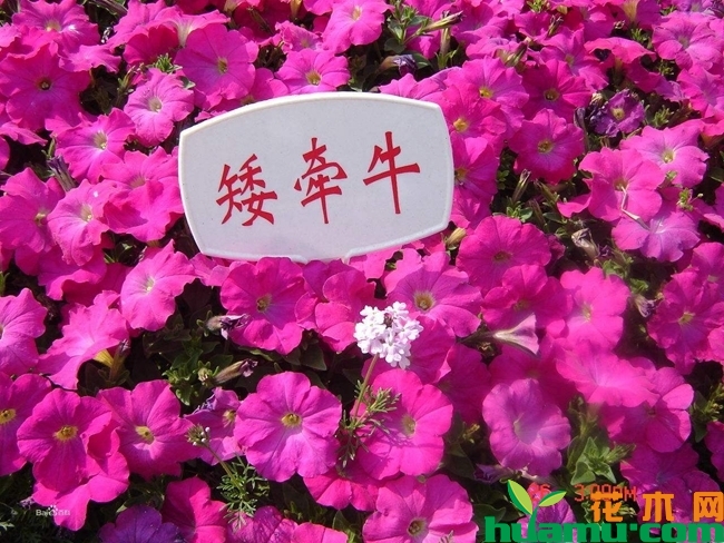 矮牵牛花