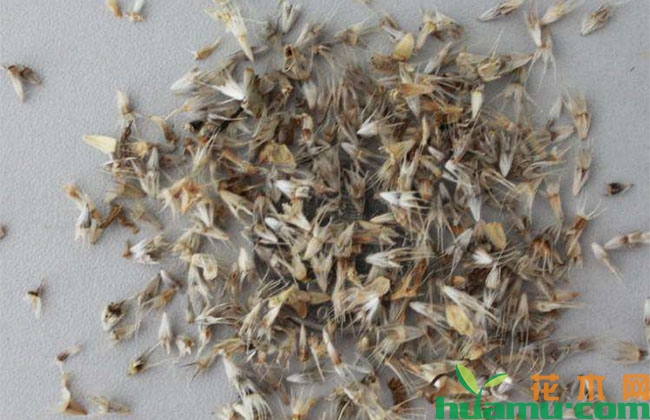 天人菊种子多少钱一斤? 天人菊种子多少钱一斤?