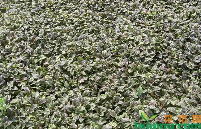 多花筋骨草价格多少? 多花筋骨草价格多少?