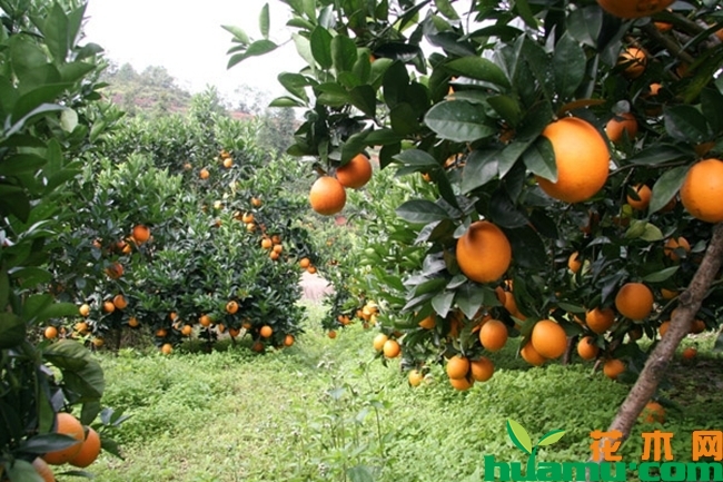 橙子种植基地实拍.jpg