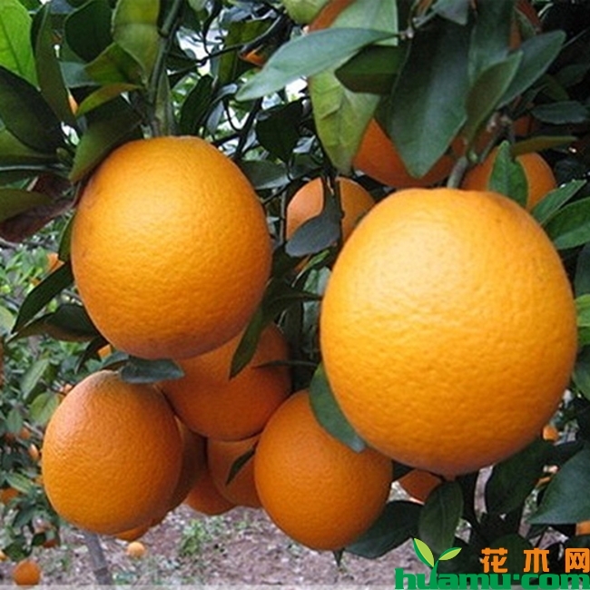 橙子实拍图片.jpg