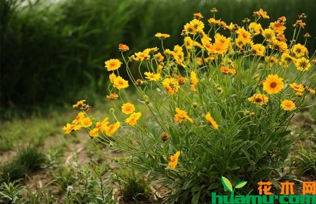 大花金鸡菊小苗价格 大花金鸡菊小苗价格