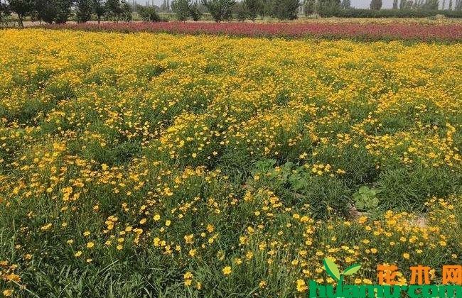 哈密金鸡菊价格 哈密金鸡菊价格