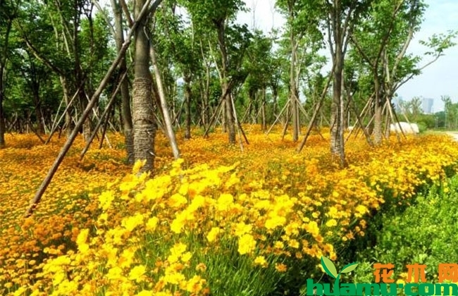 金鸡菊批发价格 金鸡菊批发价格
