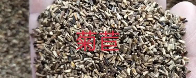 菊苣草种子
