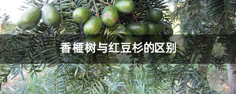香榧树与红豆杉的区别