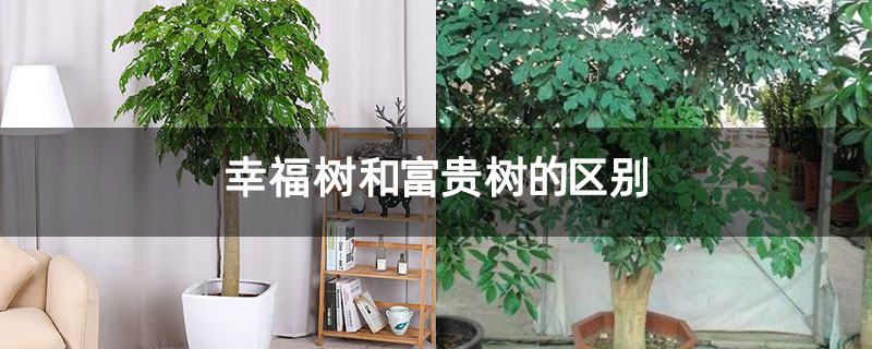 幸福树和富贵树的区别 幸福树和富贵树的区别