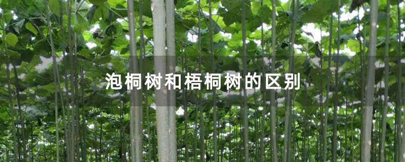 泡桐树和梧桐树的区别
