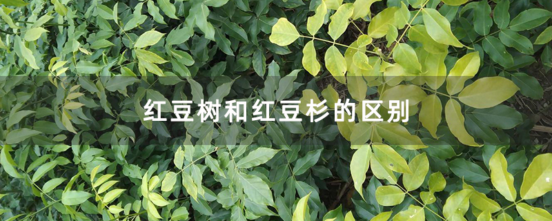 红豆树和红豆杉的区别