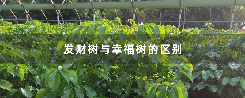 发财树与幸福树的区别