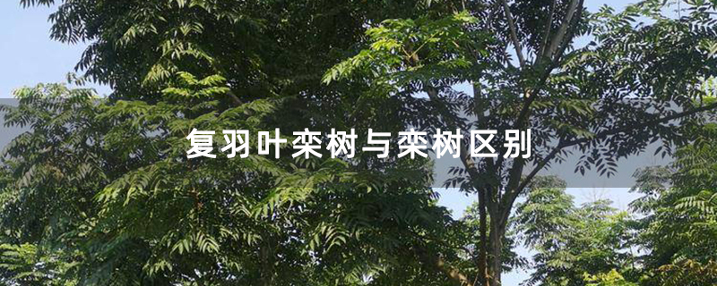 复羽叶栾树与栾树区别