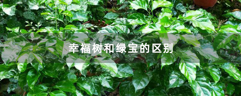 幸福树和绿宝的区别
