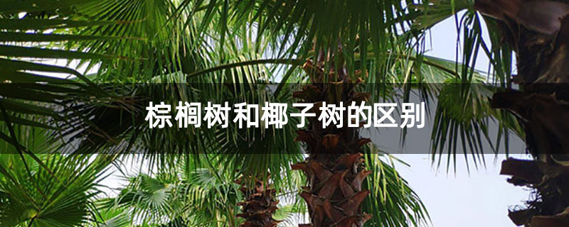 棕榈树和椰子树的区别