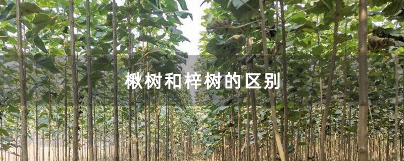 楸树和梓树的区别