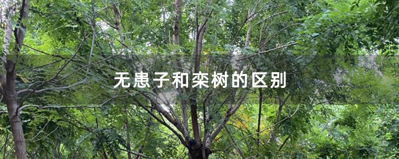 无患子和栾树的区别