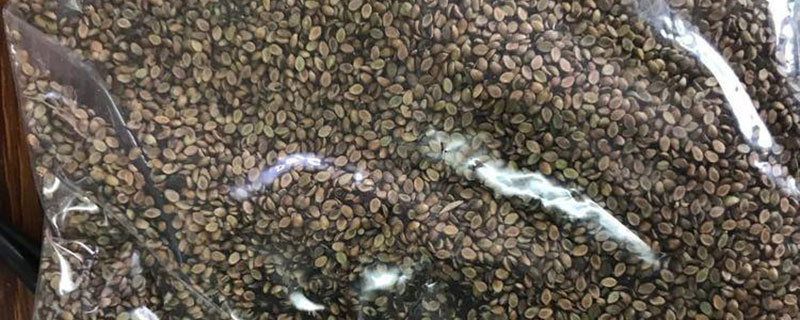 百喜草种子价格 图片