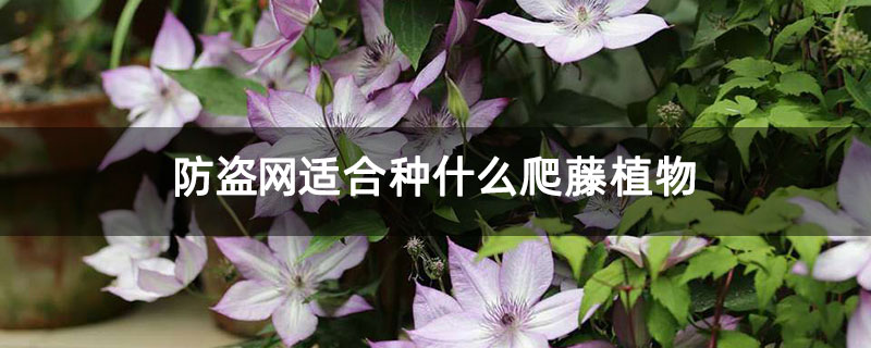 防盗网适合种什么爬藤植物