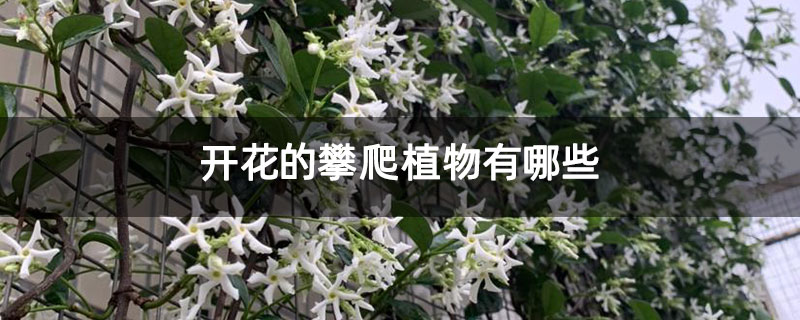 开花的攀爬植物有哪些