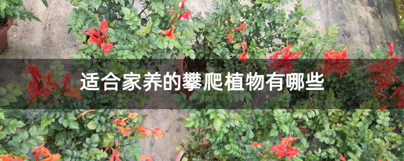适合家养的攀爬植物有哪些