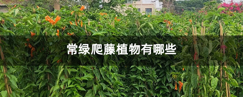 常绿爬藤植物有哪些