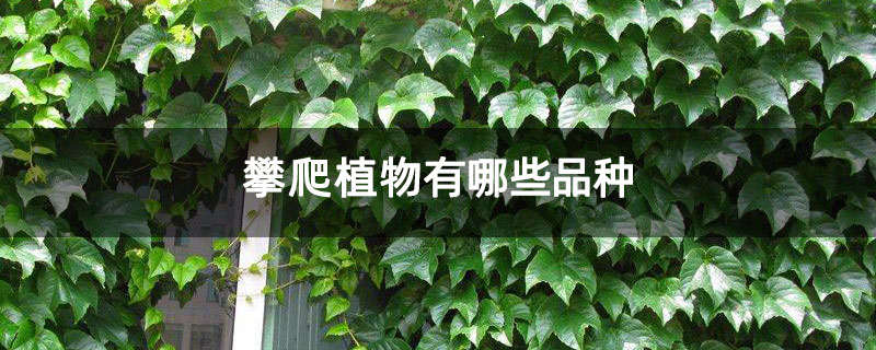 攀爬植物有哪些品种