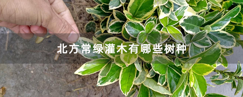 北方常绿灌木有哪些树种