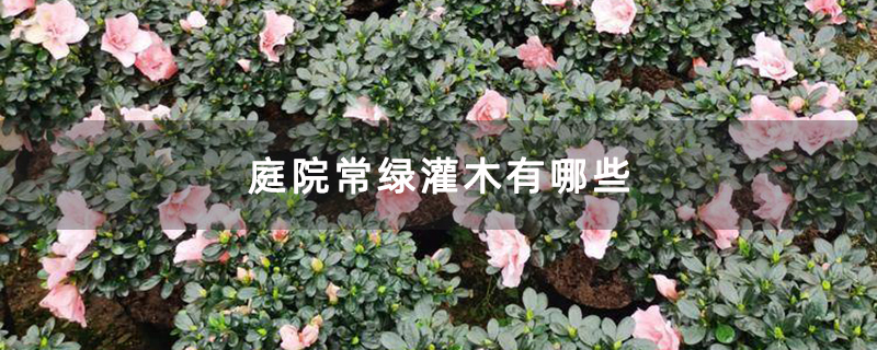 庭院常绿灌木有哪些