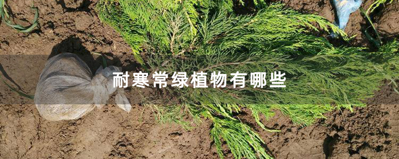 耐寒常绿植物有哪些