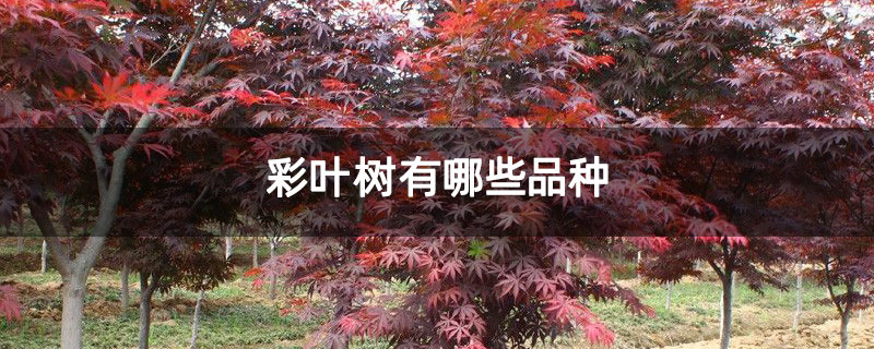 彩叶树有哪些品种