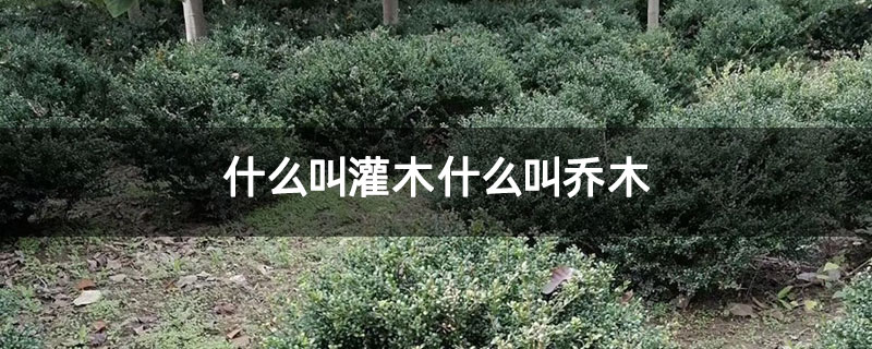 什么叫灌木什么叫乔木