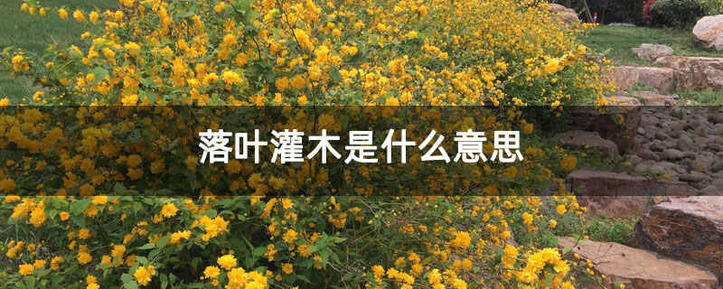 落叶灌木是什么意思 落叶灌木是什么意思