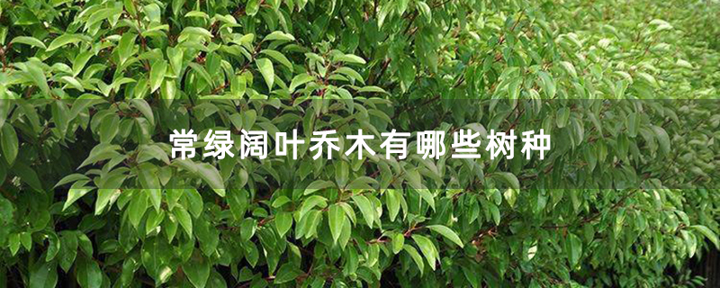 常绿阔叶乔木有哪些树种