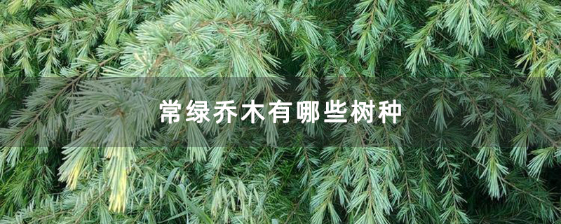 常绿乔木有哪些树种