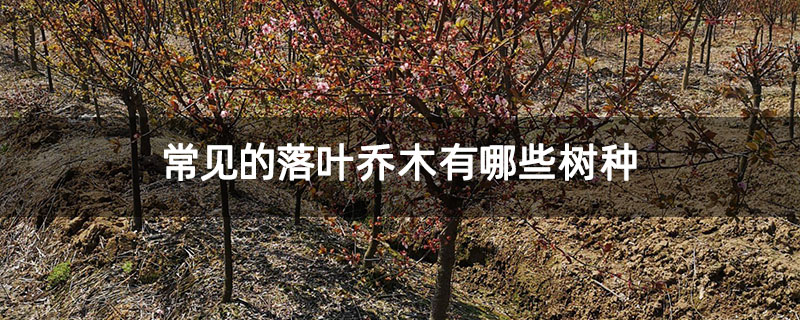 常见的落叶乔木有哪些树种 常见的落叶乔木有哪些树种