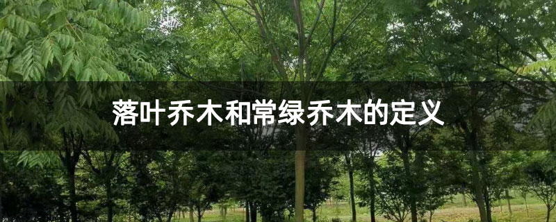 落叶乔木和常绿乔木的定义